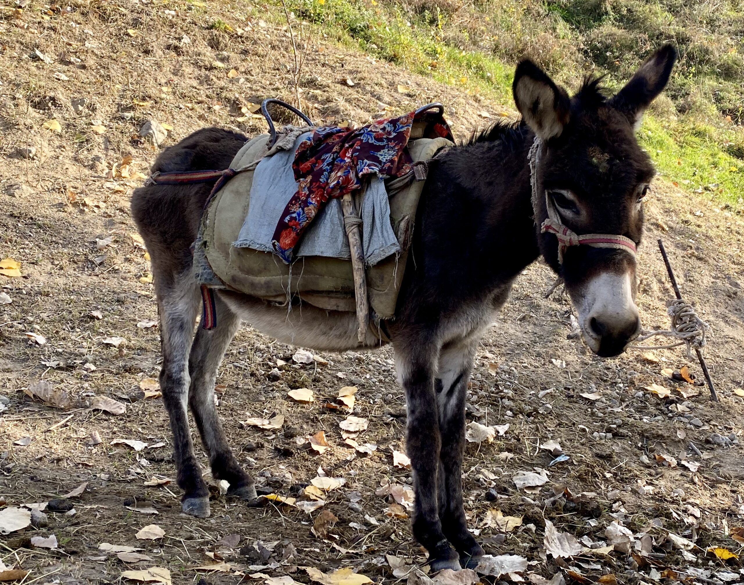 #14 Dax att lämna stora stan, vi tar oss in i Kirgizistan
